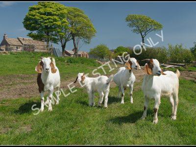 Gabonese Live Boer Goats