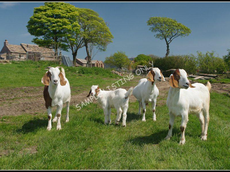 Gabonese Live Boer Goats