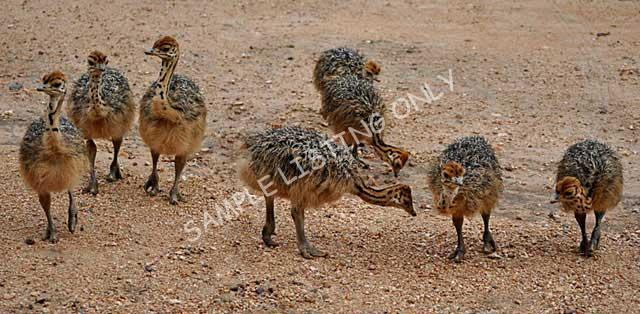 Gabon Ostrich Chicks