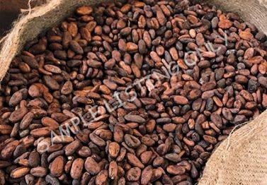 Gabon Cocoa Beans