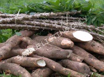 Fresh Gabon Cassava