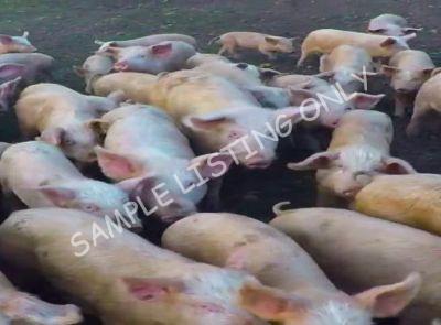 Gabon Healthy Pigs