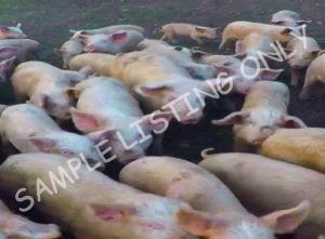 Gabon Healthy Pigs